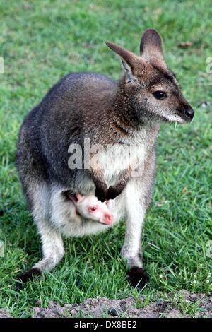 Bakum, Germany. 19th Mar, 2014. A mother kangaroo stands with her albino joey in her pouch in her enclosure in Bakum, Germany, 19 March 2014. The still unnamed joey hasn't left it's mothers pouch yet. Credit:  NWM-TV/dpa/Alamy Live News Stock Photo