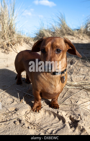 Miniature Shaded Red Dachshund on the beach Stock Photo