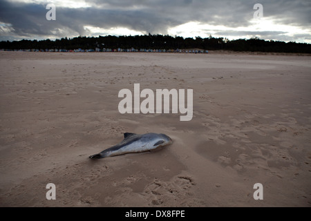 Dead dolphin on Norfolk Beach Stock Photo