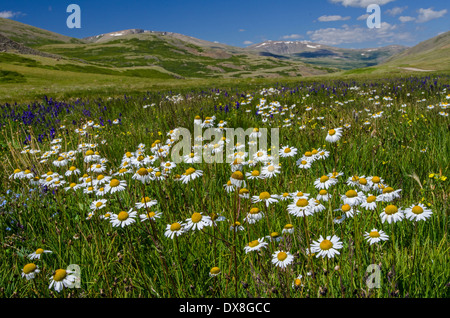 Camomile field near Warm Pass. Altai  Siberia  Russia Stock Photo