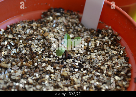 Echinacea seedling after potting on. Stock Photo