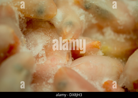 Frozen shrimp covered with a thick layer of ice. Stock Photo