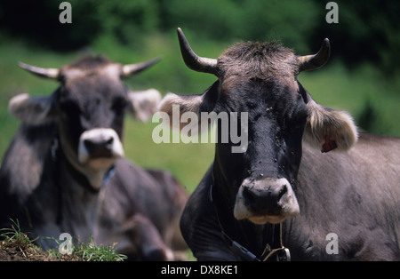 Organic beef cattle, Bregaglia, Switzerland Stock Photo