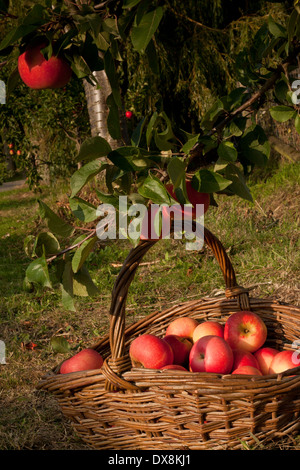Basket of apples under apple tree Stock Photo - Alamy