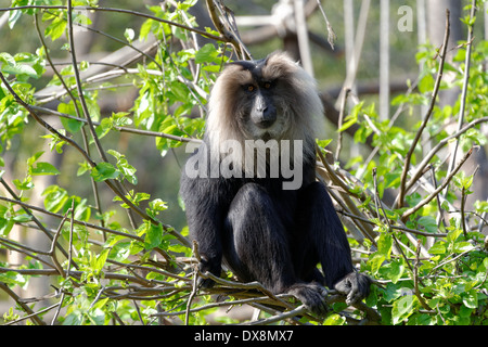 The lion-tailed macaque (Macaca silenus), or the wanderoo, is an Old World monkey endemic to the Western Ghats of South India. Stock Photo