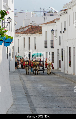 Guiding tourist donkey carriages in the spanish white village of Mijas, Southern Spain. Stock Photo