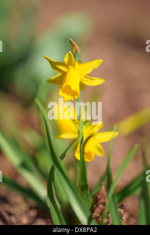 Blooming daffodil - 20 March 2014. Stock Photo