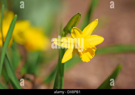 Blooming daffodil - 20 March 2014. Stock Photo