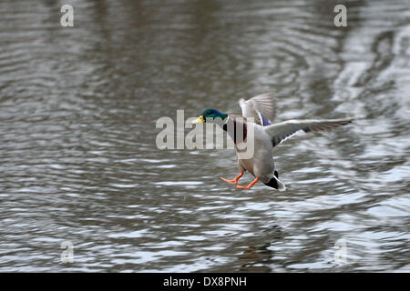 Stockente Im Flug Stock Photo Alamy