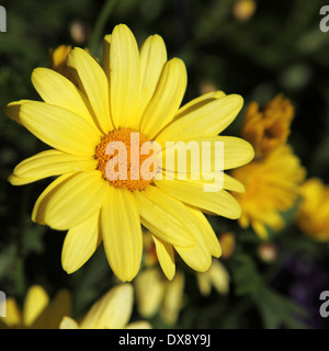 A gerbera (Barberton Daisy) on a border in Villars, Switzerland. The gerbera is a type of daisy. Stock Photo