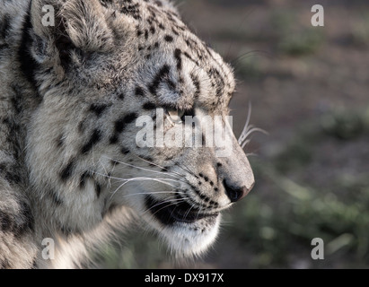 Female snow leopard (profile)
