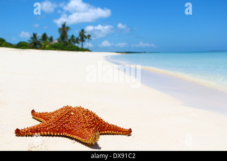 A red starfish laying on a white sand beach. Stock Photo