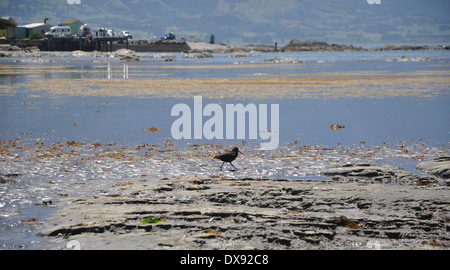 Oystercatcher in Kaikoura Stock Photo