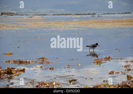 Oystercatcher in Kaikoura Stock Photo