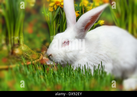 Little white rabbit, spring flowers on background blured Stock Photo