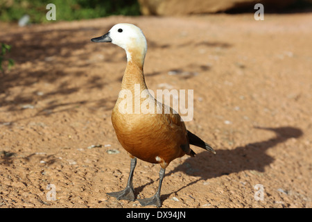 golden duck, Ruddy Shelduck, Tadorna ferruginea,  Tadorne casarca standing portrait Stock Photo