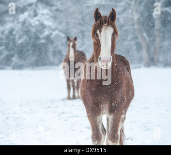 Draft Horse in snow storm Stock Photo