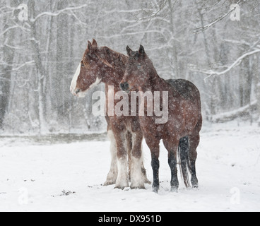 Draft and Morgan horses in snowstorm Stock Photo
