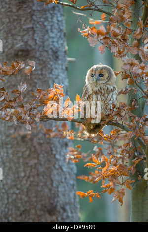 Tawny Owl (Strix aluco) perching in a tree