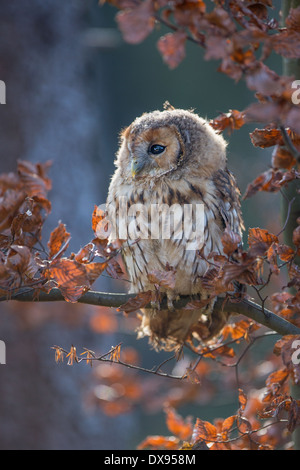 Tawny Owl (Strix aluco) perching in a tree