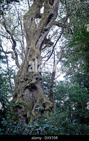 Antarctic Beech. Nothofagus moorei. Stock Photo