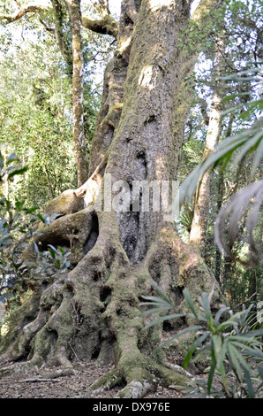 Antarctic Beech. Nothofagus moorei. Stock Photo