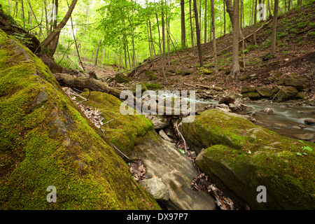 Large moss covered rocks line the edge of Tiffany Creek during a relatively dry spring in Hamilton, Ontario, Canada. Stock Photo