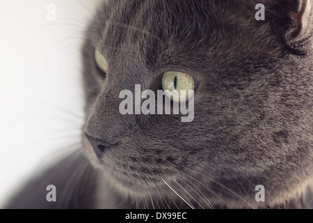 closeup portrait of british shorthair cat, vintage toned Stock Photo