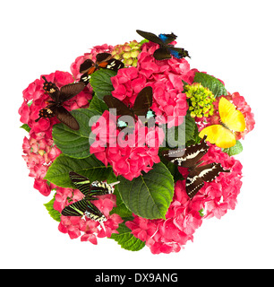 Dried Hydrangea Flowers Isolated Elements on White Background with