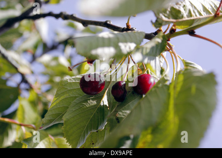 Morel Cherries growing on tree Stock Photo