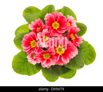 pink primulas isolated on white background. spring flowers primrose Stock Photo