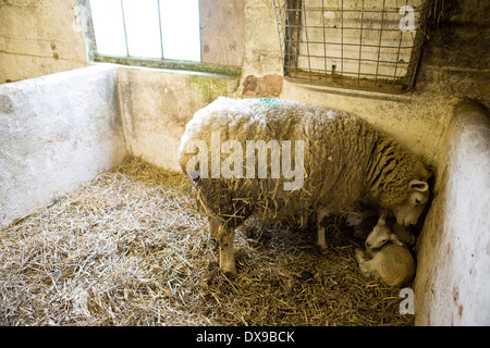 newborn lambs in the lambing shed high on the south downs