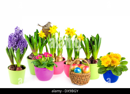 colorful spring flowers in pots. easter decoration. hyacinth, pink primulas, yellow daffodils on white background Stock Photo