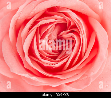 beautiful pink rose with water drop on black background Stock Photo - Alamy