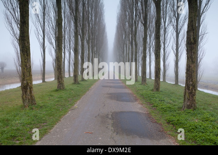 bike road between tree rows in fog, Holland Stock Photo