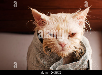 Wet cat Stock Photo