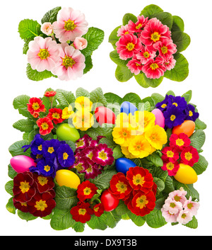 primula flowers with easter eggs decoration isolated on white background Stock Photo