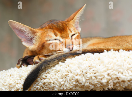 Sleeping young abyssinian cat. Stock Photo