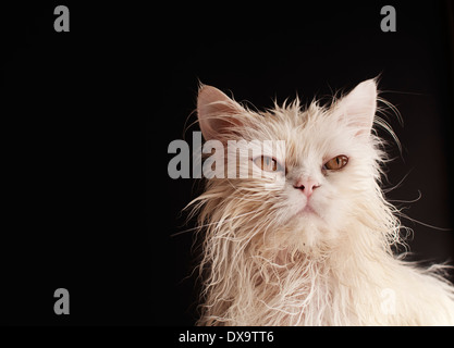1,170 Angry Cat Bath Images, Stock Photos, 3D objects, & Vectors
