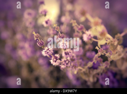 mint closeup,blooming plant Stock Photo