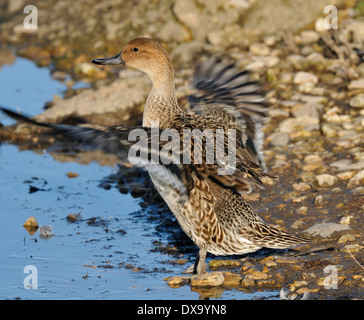 Northern Pintail - Anas acuta Female duck flapping wings Stock Photo