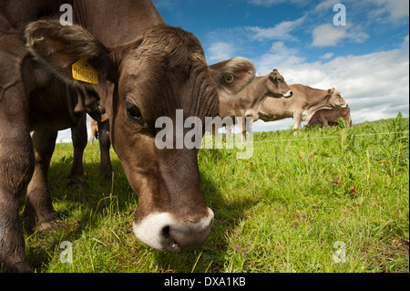 Brown Swiss cattle grazing in lush pasture. Dumfries, Scotland. Stock Photo
