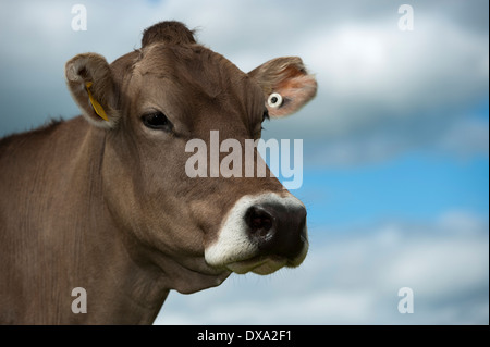 Head of a Brown Swiss dairy cow. Stock Photo
