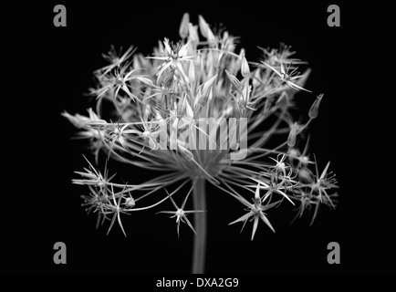 Allium, Allium christophii, black and white opening flower appearing light against a solid black background. Stock Photo