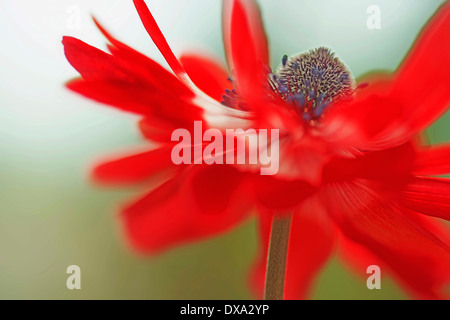 Anemone coronaria, red and white flower viewed from the side with a dynamic appearance showing centre cone and stamens. Stock Photo