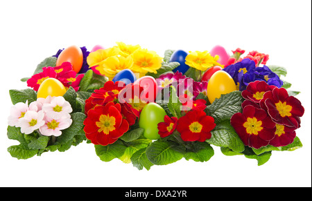 assorted primula flowers with easter eggs Stock Photo