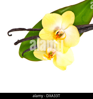vanilla pods with orchid flower and green leaf isolated Stock Photo