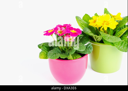 Primulas with different colors in colorful buckets Stock Photo