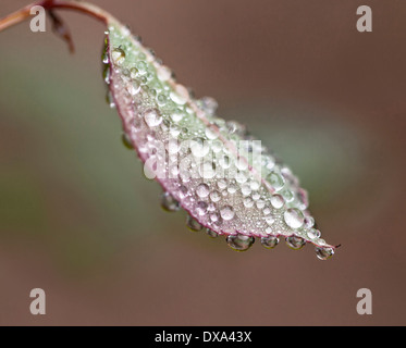 Water drops on leaf in an Autumn background Stock Photo