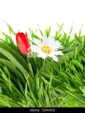 Field of daisy flowers. Fresh green spring grass with sun leaks effect